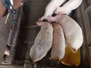 Crossbreed Pigs