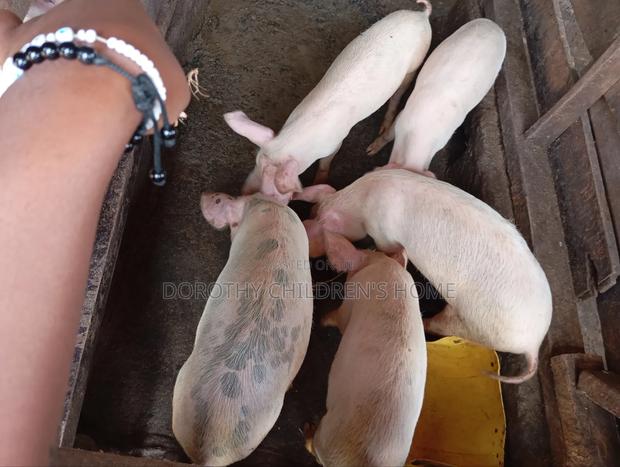 Crossbreed Pigs - thumbnail 3