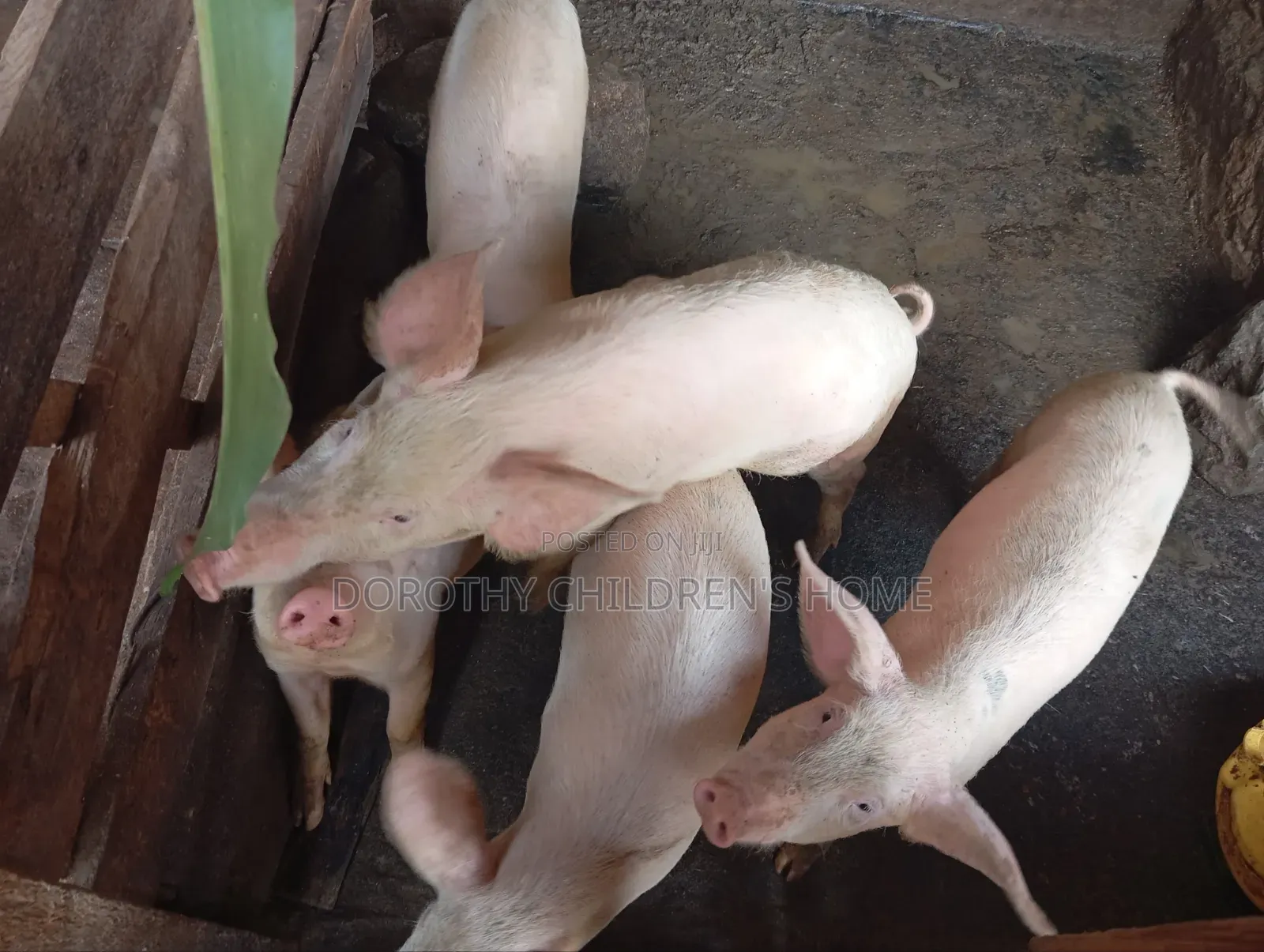 Crossbreed Pigs