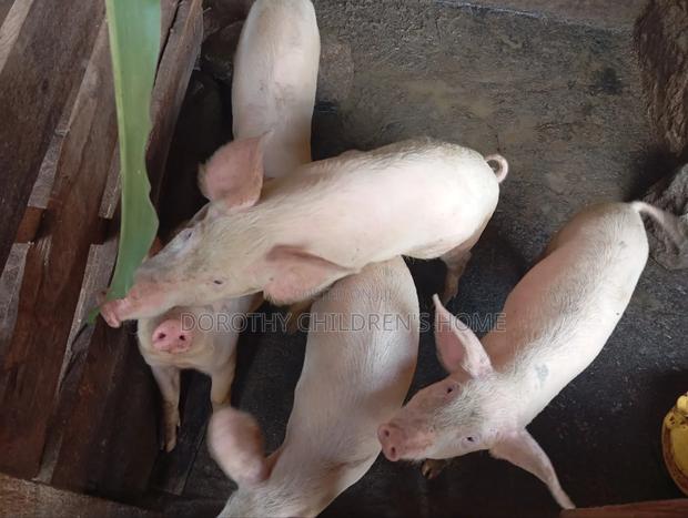 Crossbreed Pigs - thumbnail 4