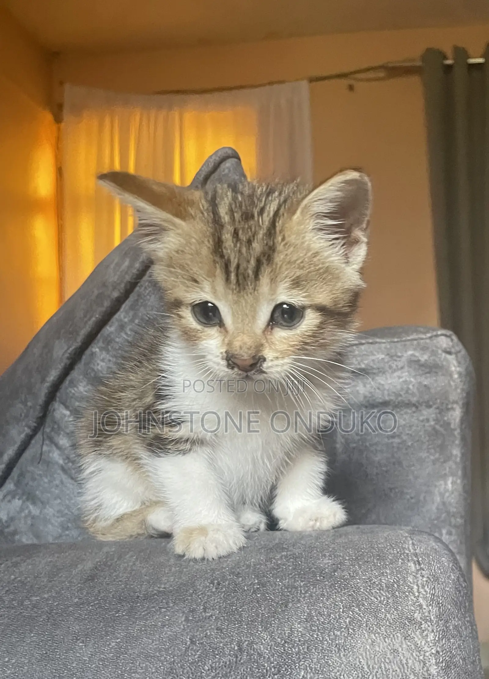 0-1 month Female Mixed Breed Tabby
