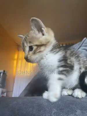 0-1 month Female Mixed Breed Tabby