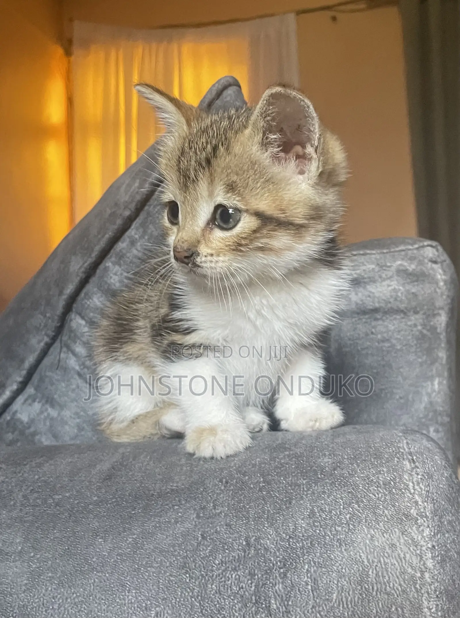 0-1 month Female Mixed Breed Tabby