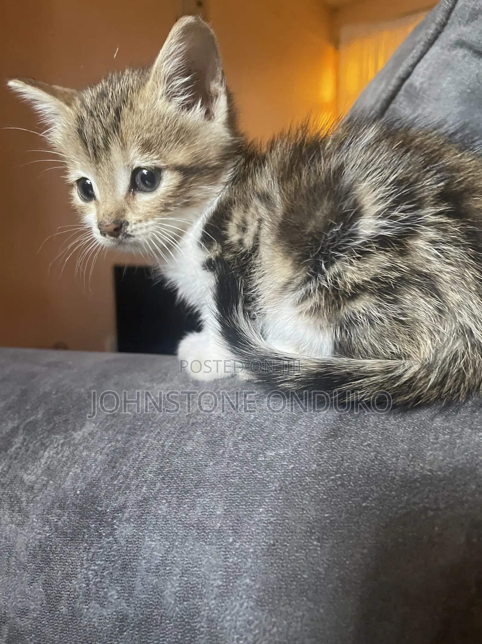 0-1 month Female Mixed Breed Tabby
