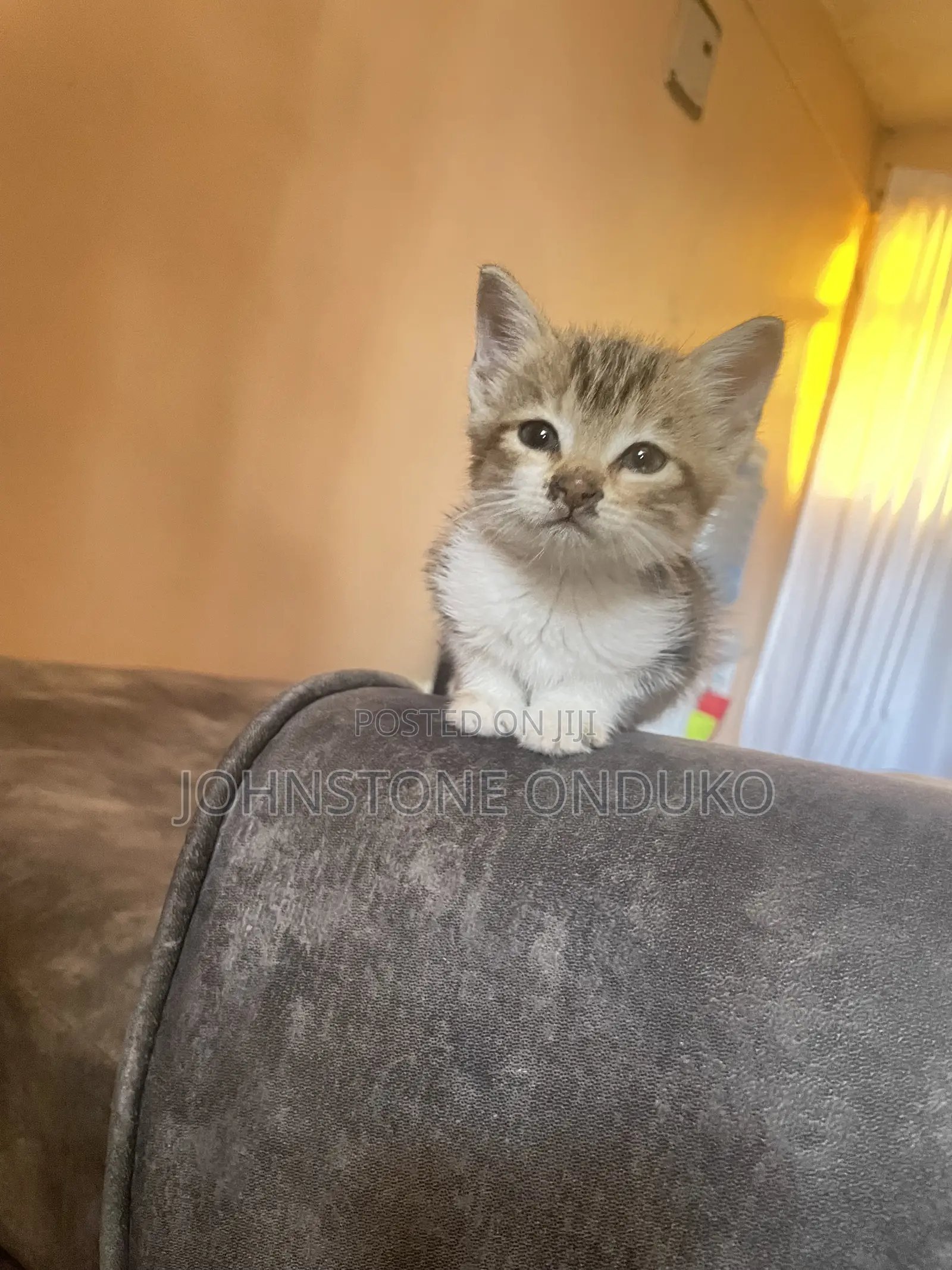 0-1 month Female Mixed Breed Tabby