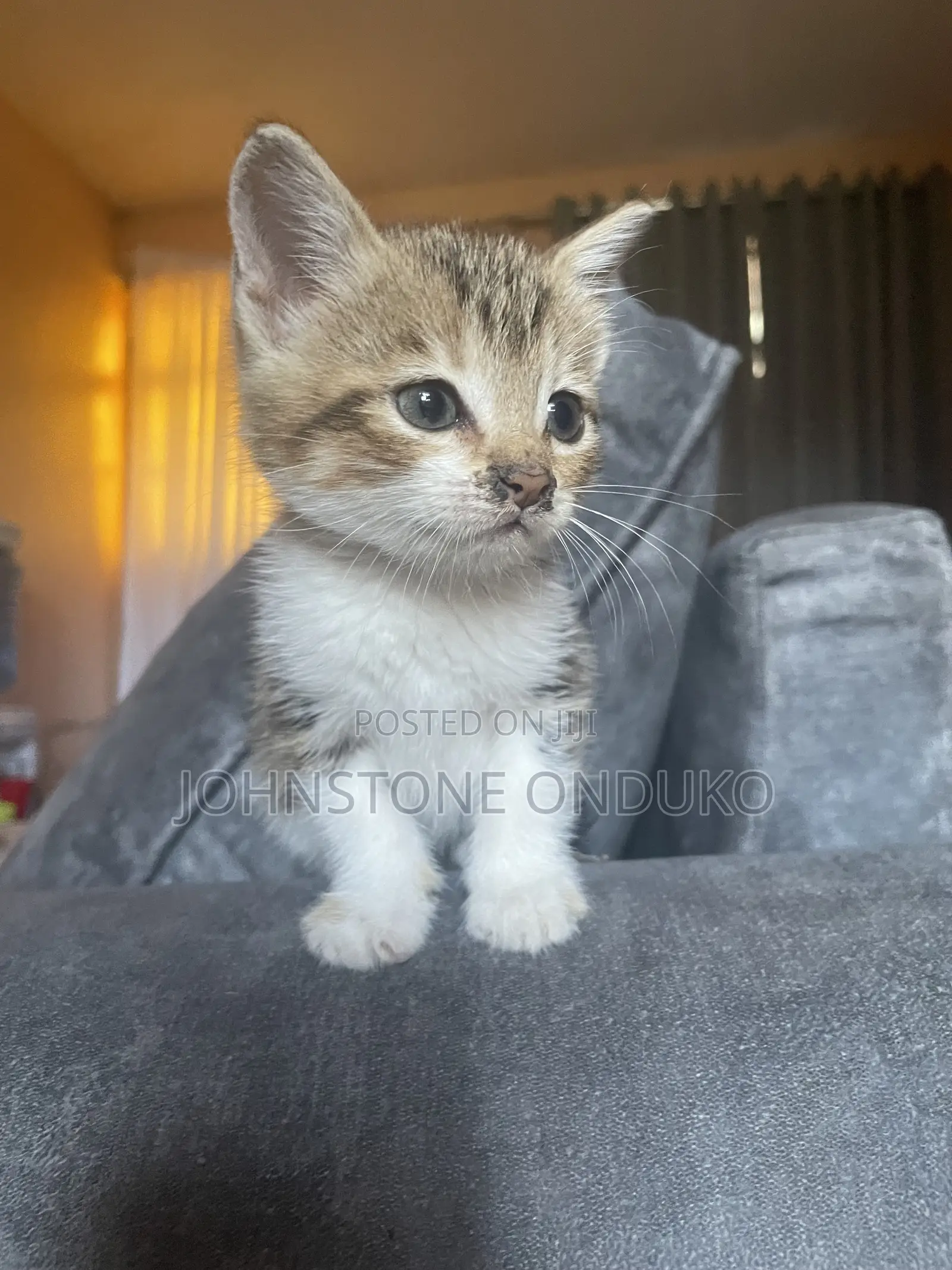 0-1 month Female Mixed Breed Tabby