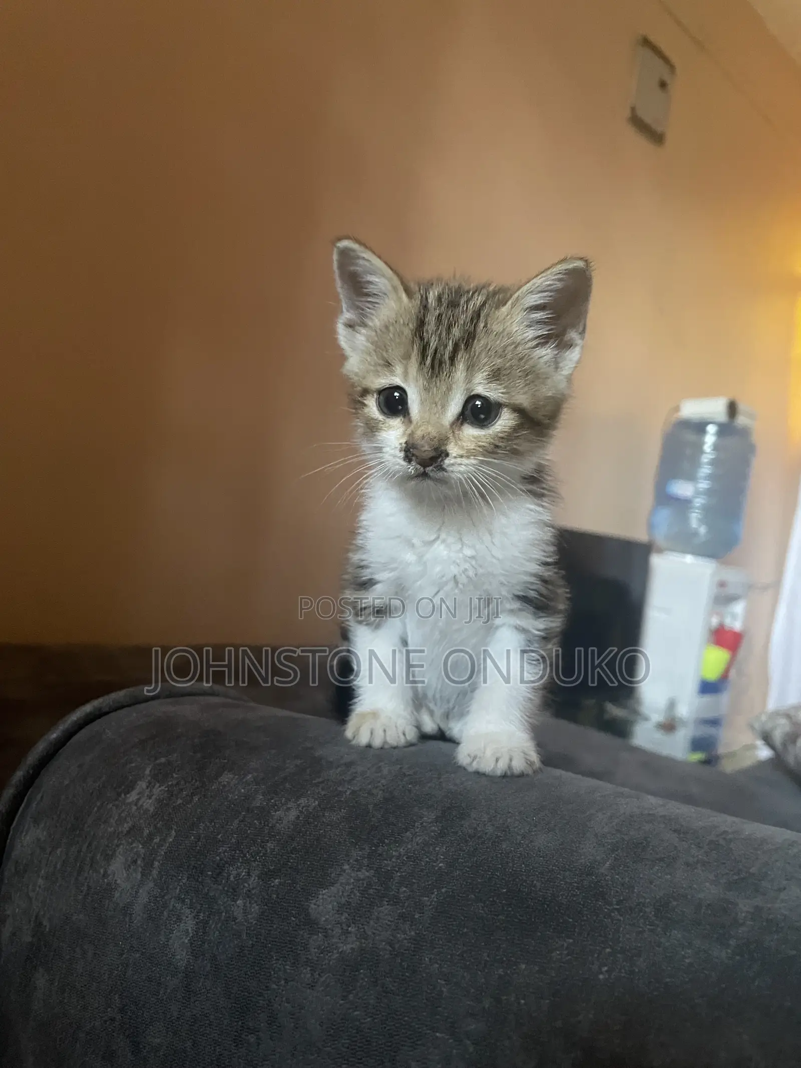 0-1 month Female Mixed Breed Tabby