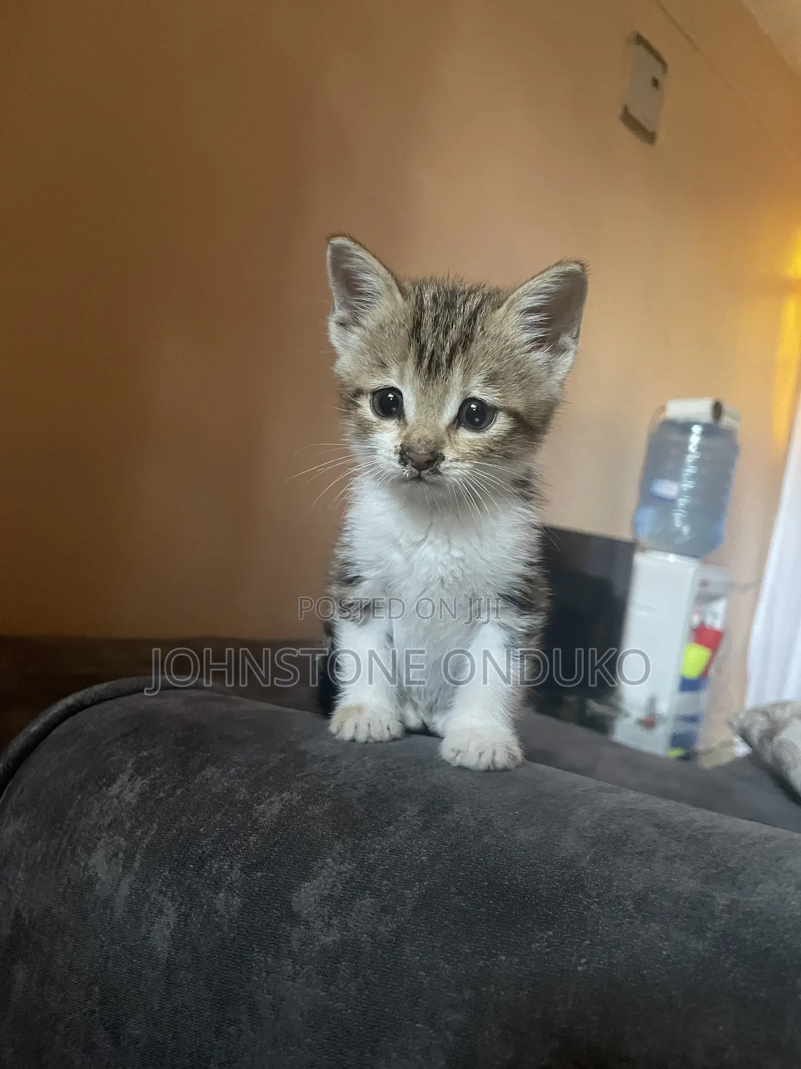 0-1 month Female Mixed Breed Tabby