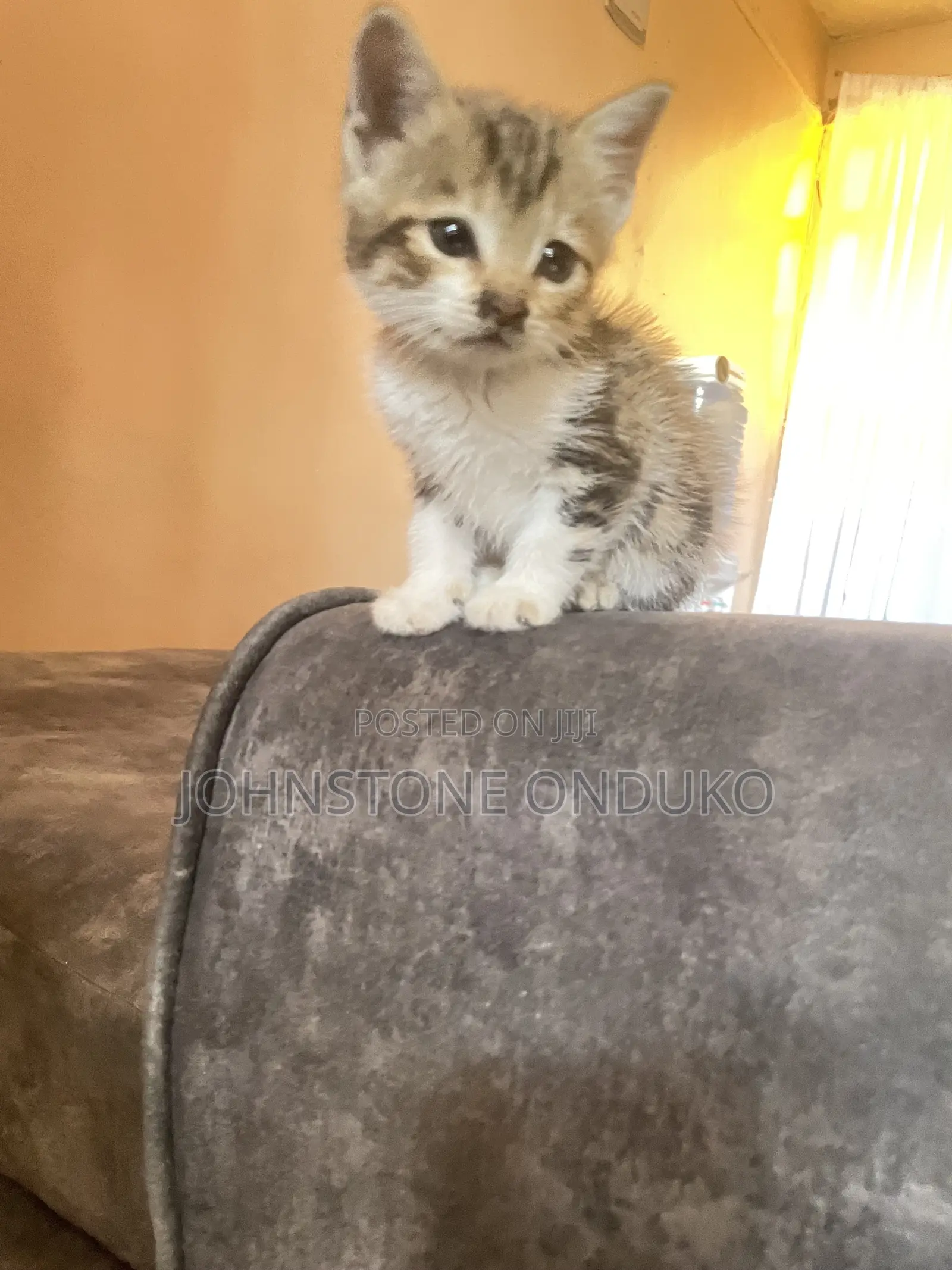 0-1 month Female Mixed Breed Tabby