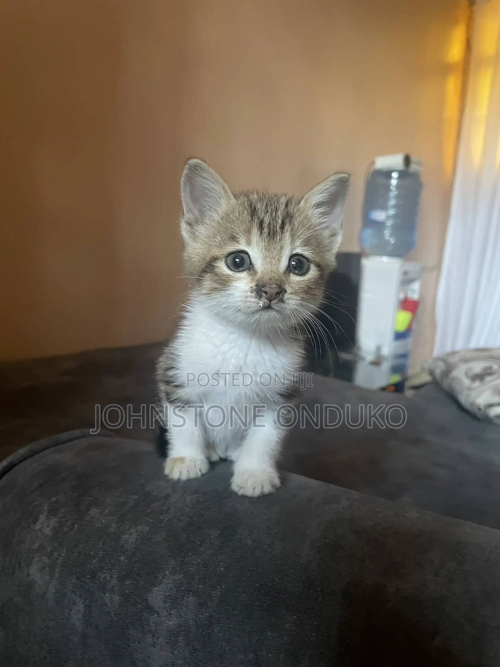 0-1 month Female Mixed Breed Tabby