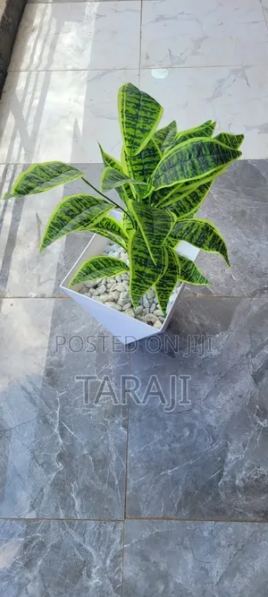 Premium Potted Snake Plant - Low Maintenance Indoor Houseplant