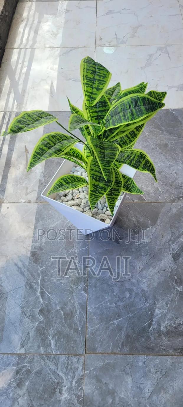 Premium Potted Snake Plant - Low Maintenance Indoor Houseplant