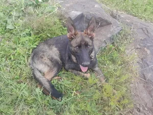 6-12 months Male Purebred German Shepherd