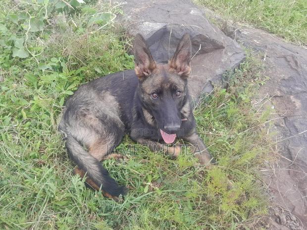 6-12 months Male Purebred German Shepherd