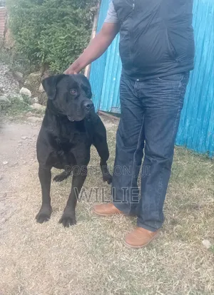 1+ year Male Purebred Boerboel