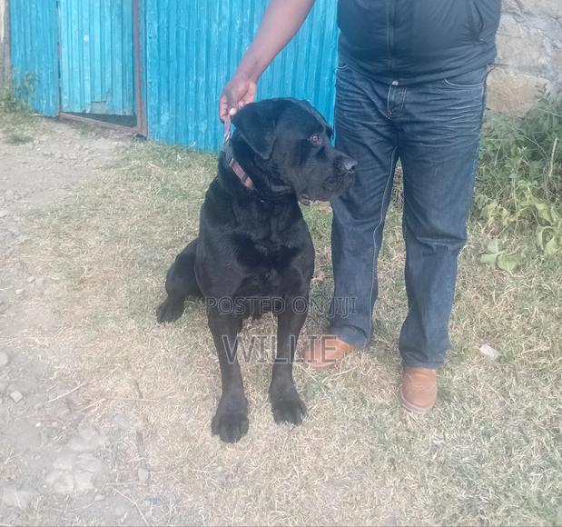 1+ year Male Purebred Boerboel - thumbnail 2