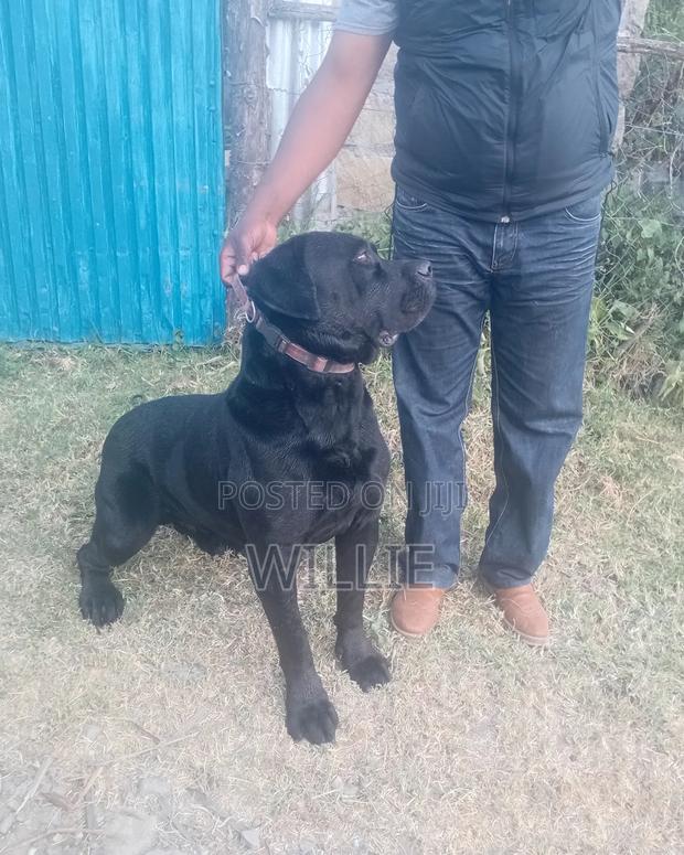 1+ year Male Purebred Boerboel - thumbnail 3
