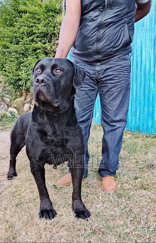 1+ year Male Purebred Boerboel - thumbnail 4