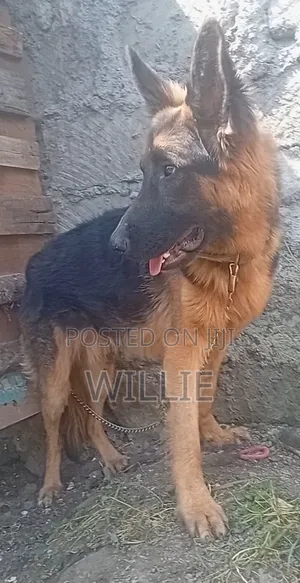 1+ year Male Purebred German Shepherd