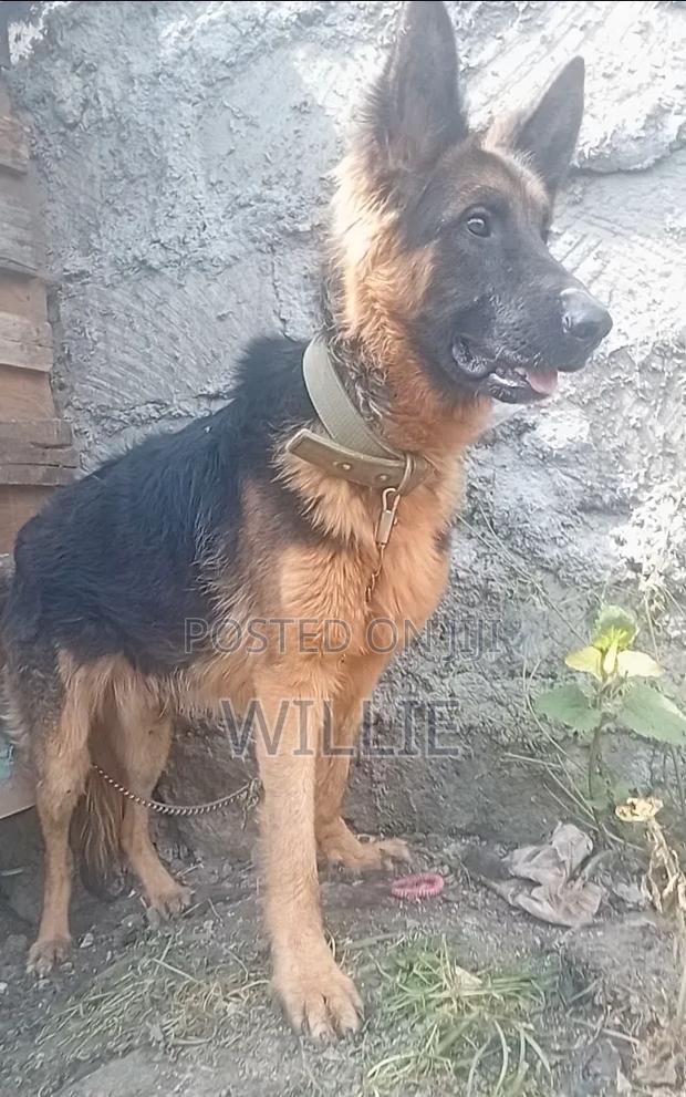 1+ year Male Purebred German Shepherd - thumbnail 2