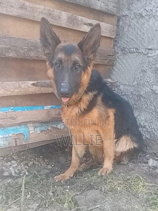 1+ year Male Purebred German Shepherd - thumbnail 3