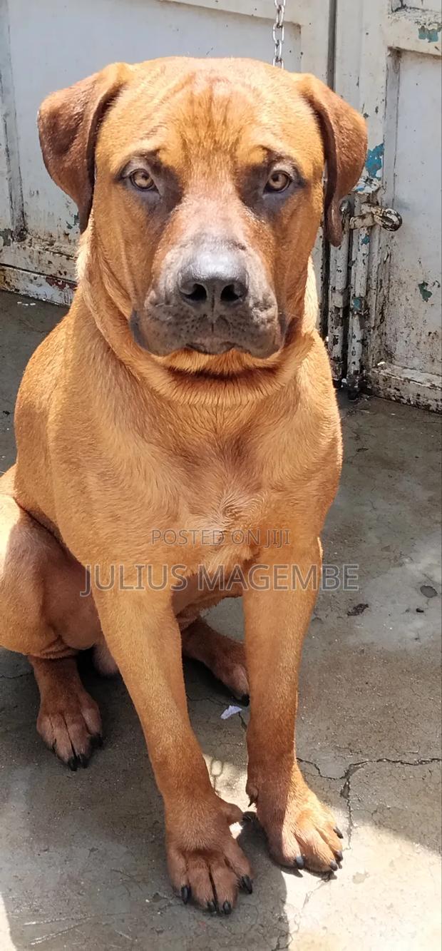 6-12 months Male Purebred Boerboel
