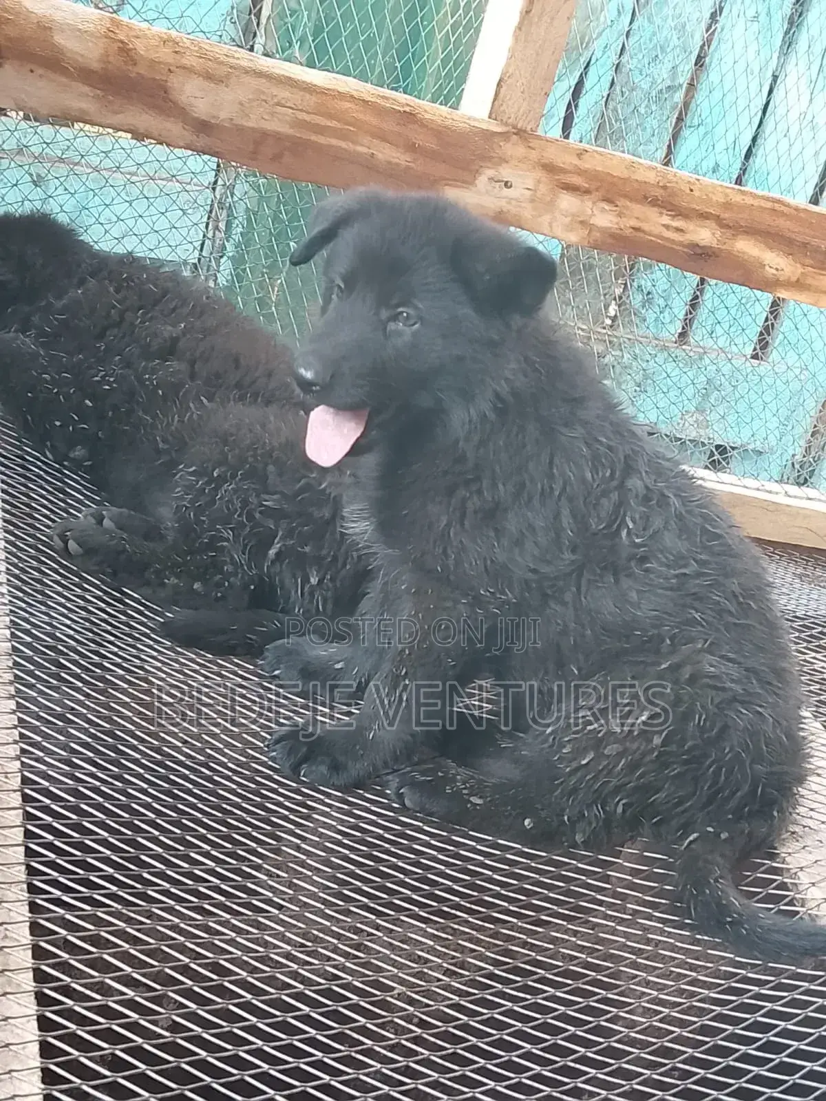 1-3 months Male Mixed Breed Cocker Spaniel