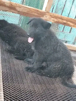 1-3 months Male Mixed Breed Cocker Spaniel