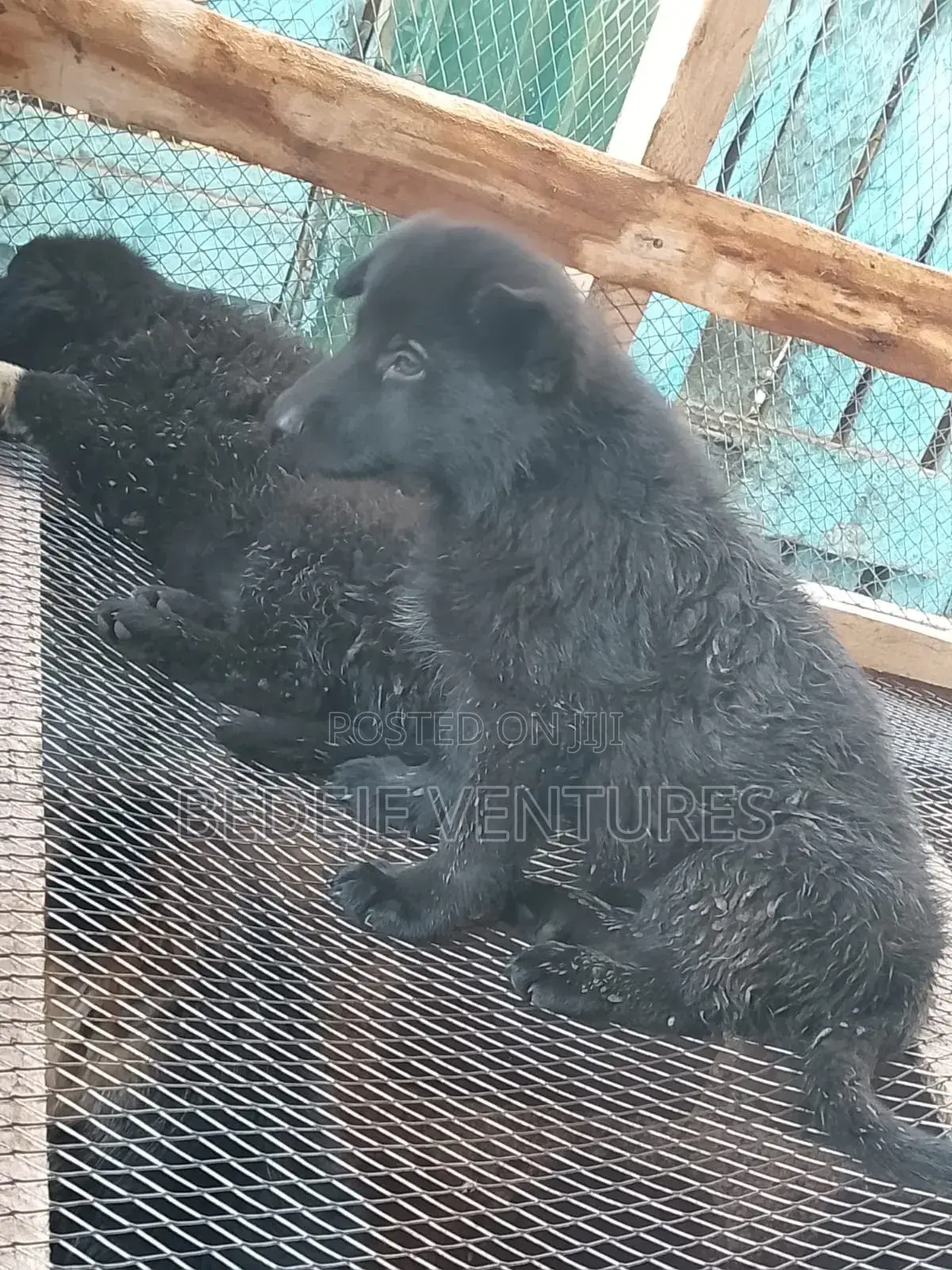 1-3 months Male Mixed Breed Cocker Spaniel