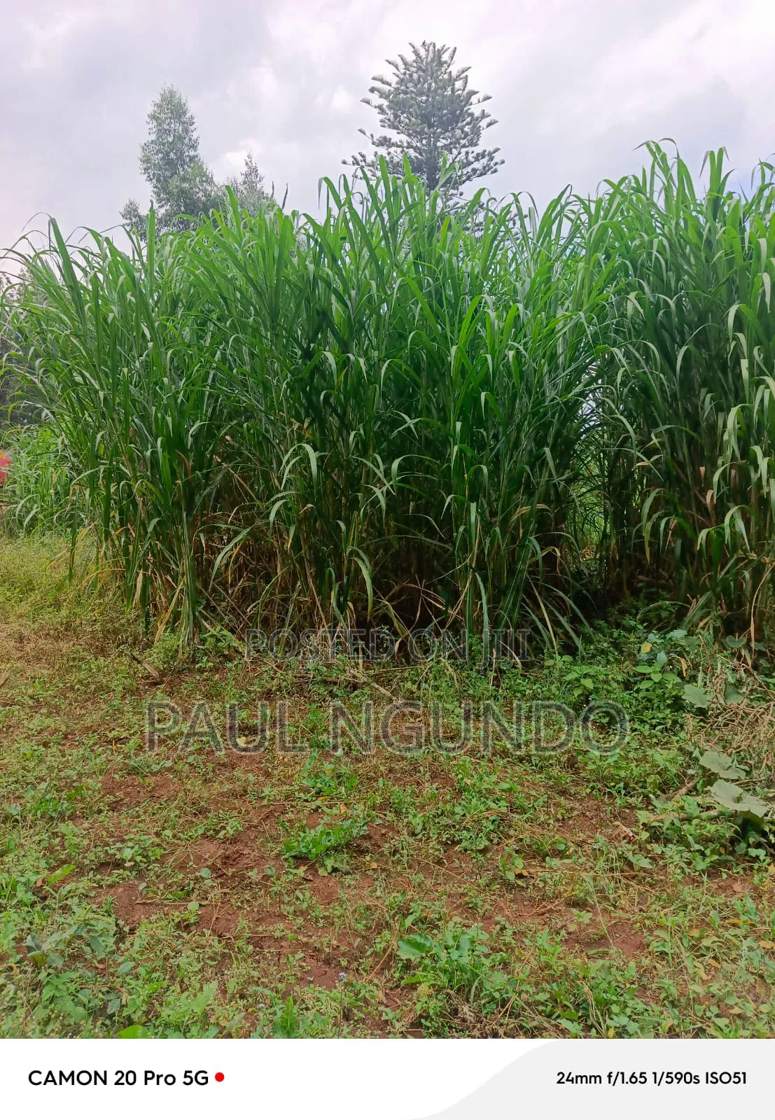 Juncao Grass