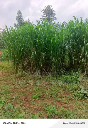 Juncao Grass