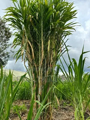 Juncao Grass