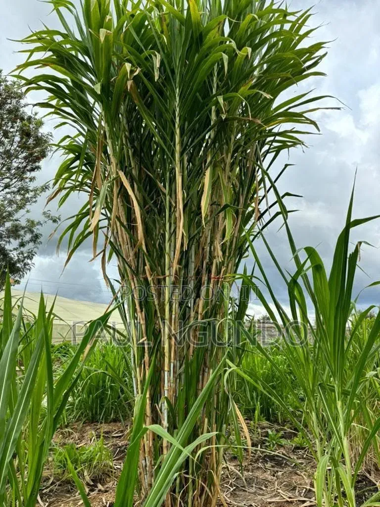 Juncao Grass