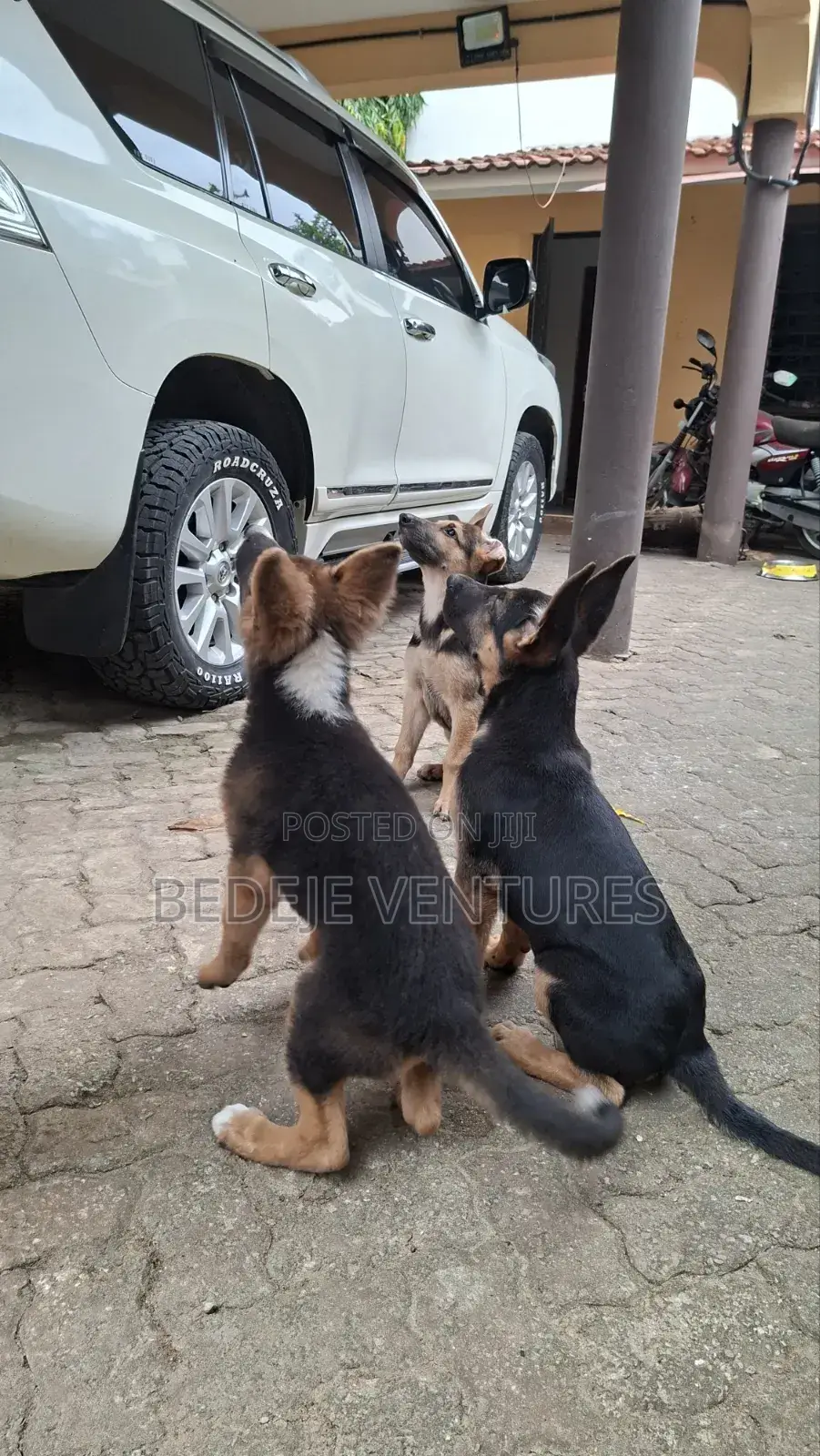 1-3 months Male Purebred German Shepherd