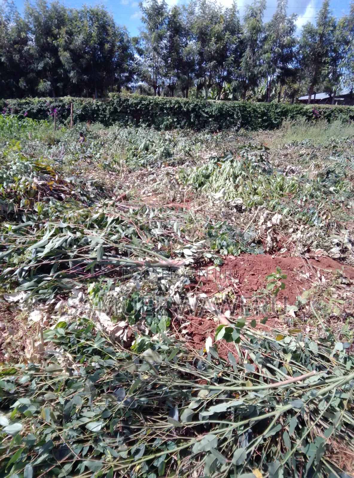 Plots and Land