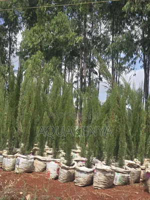 Italian Cypress,4ft Cypress