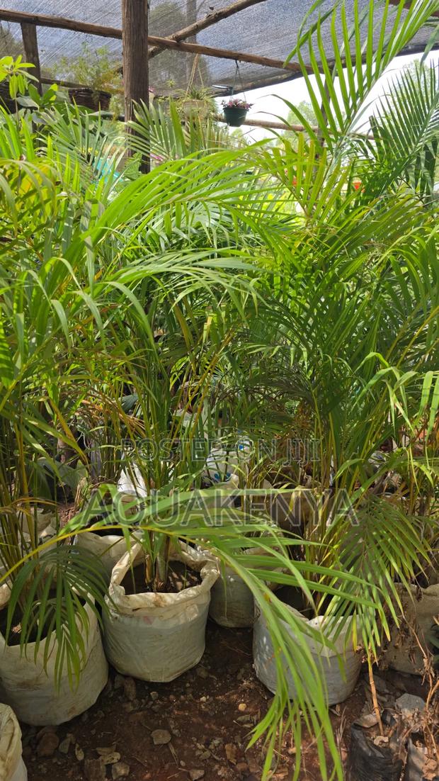 Golden Palm ,Plants for Your Home