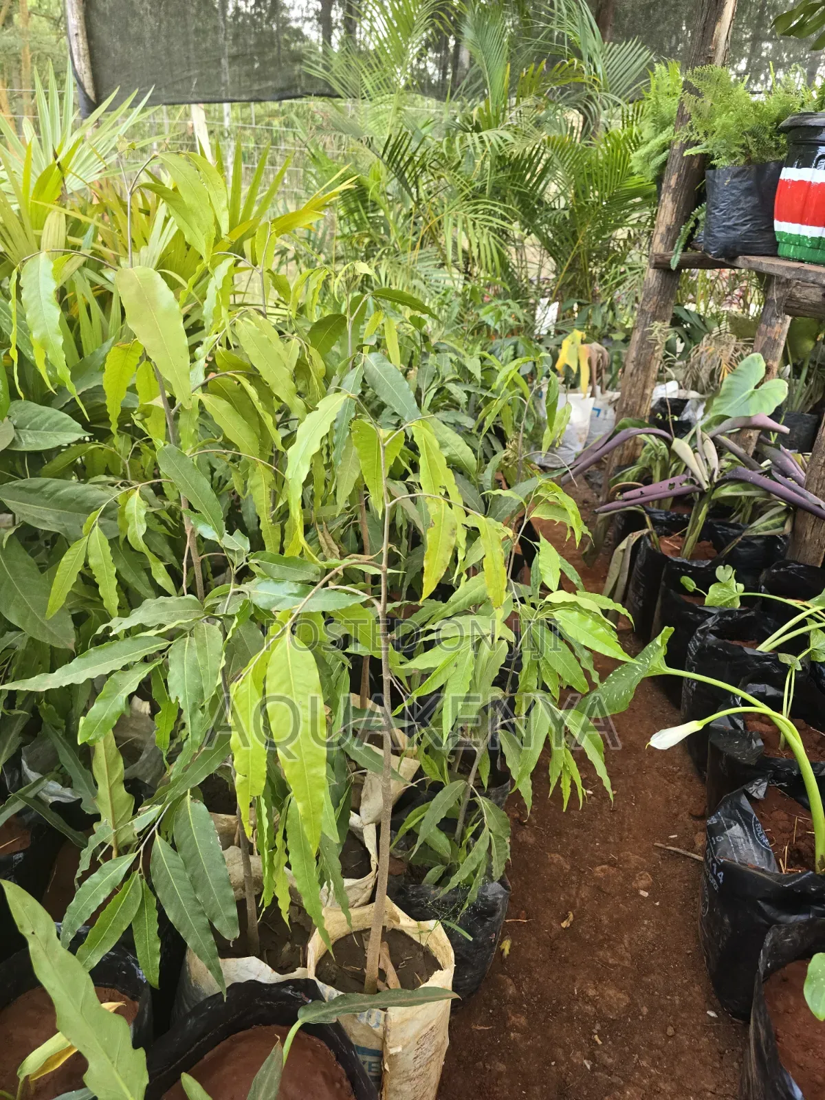 Driveway Plants on Compound, Ashok Trees