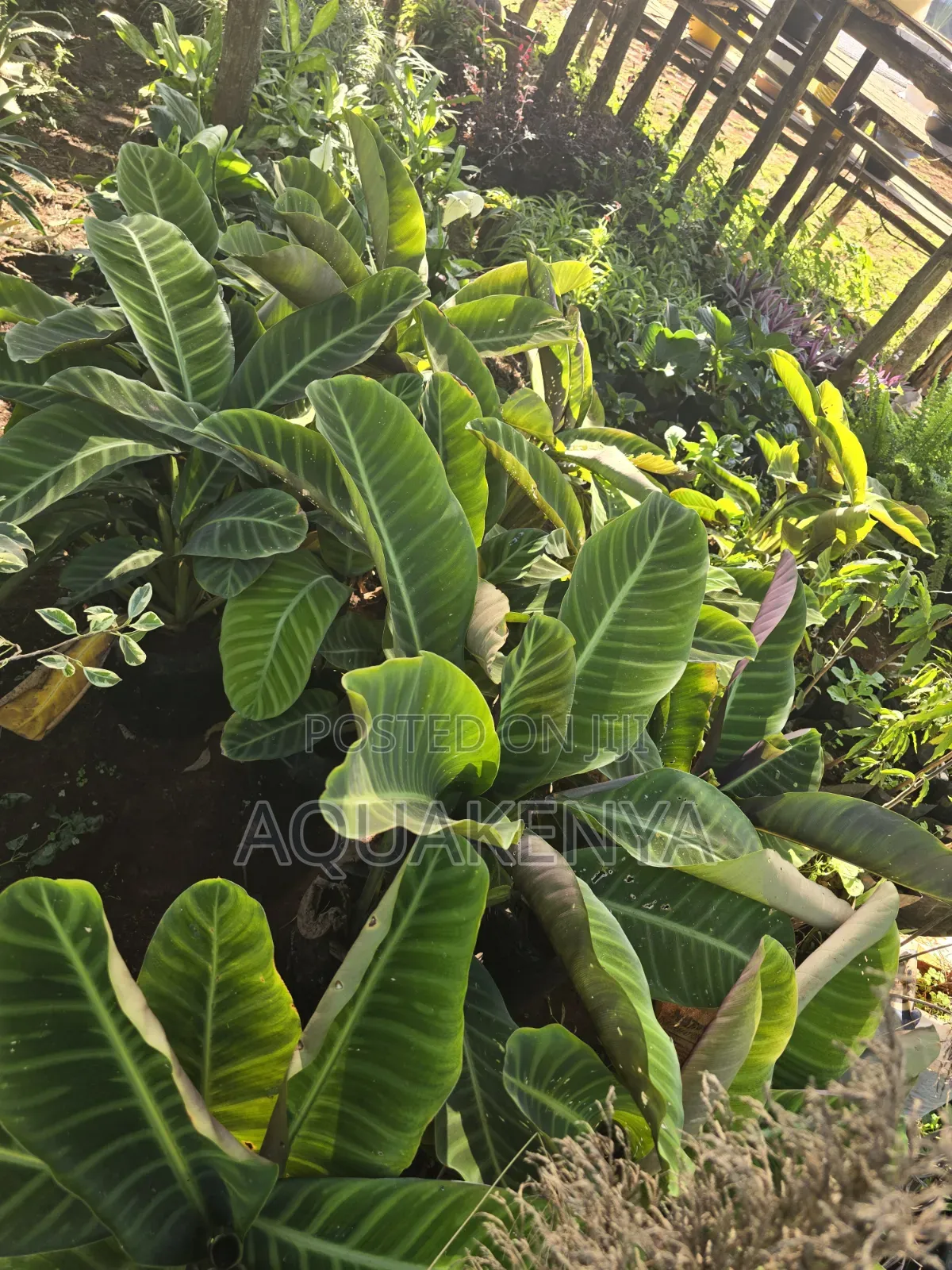 Indoor Plants Easy to Maintain,