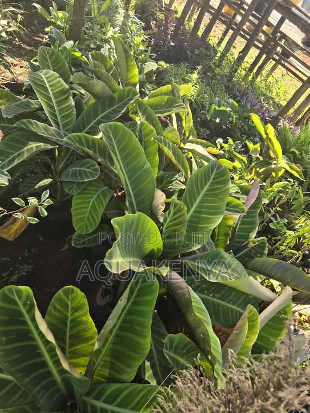 Indoor Plants Easy to Maintain,