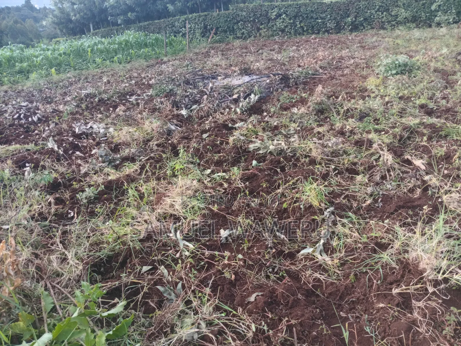 Plots and Land