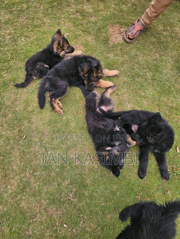 1-3 months Female Purebred German Shepherd