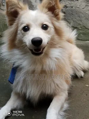 1-3 months Male Purebred Dog