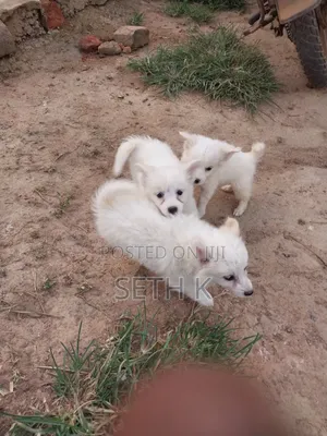 1-3 months Male Purebred Japanese Spitz