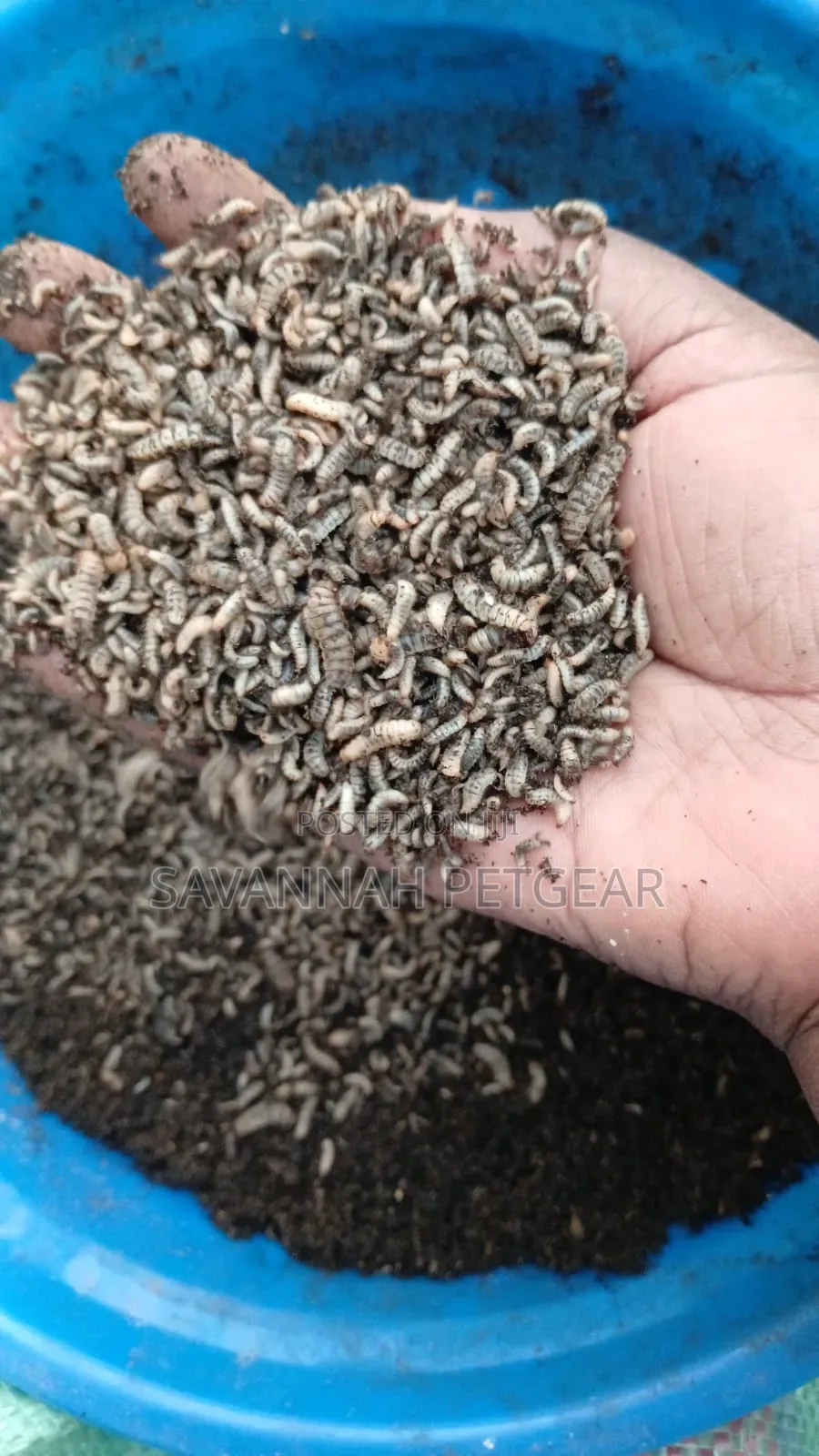 Black Soldier Fly (Bsf) Larvae (Hermetia Illucens) Neonates - 1 Kg