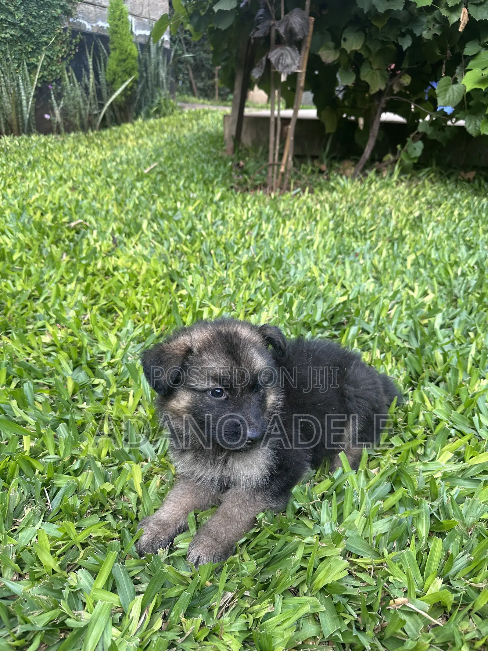 1-3 months Male Purebred German Shepherd