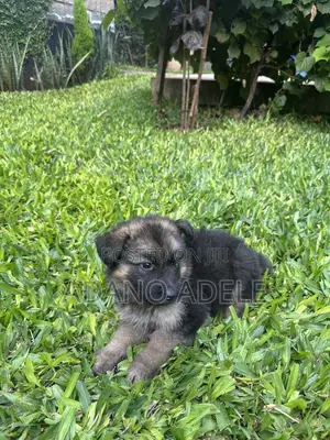 1-3 months Male Purebred German Shepherd