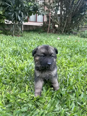 1-3 months Male Purebred German Shepherd