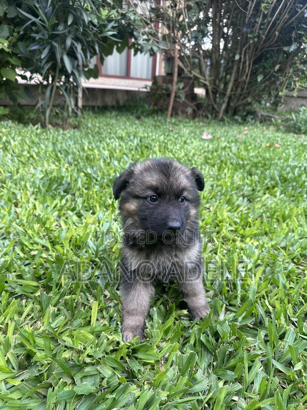 1-3 months Male Purebred German Shepherd - thumbnail 3