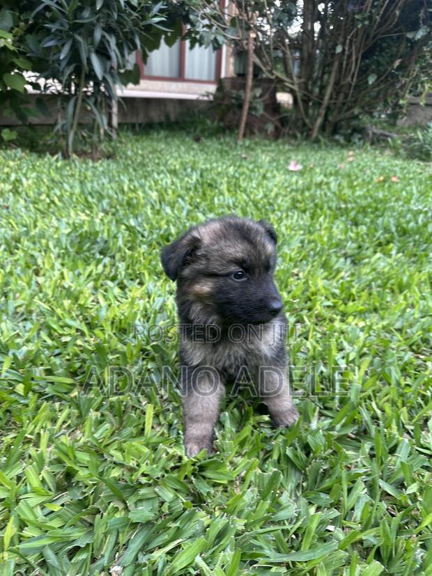 1-3 months Male Purebred German Shepherd - thumbnail 2